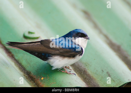 Blaue und weiße schlucken Notiochelidon Cyanoleuca Erwachsenen thront auf dem Dach Bosquede Paz Zentraltal Costa Rica Mittelamerika Stockfoto