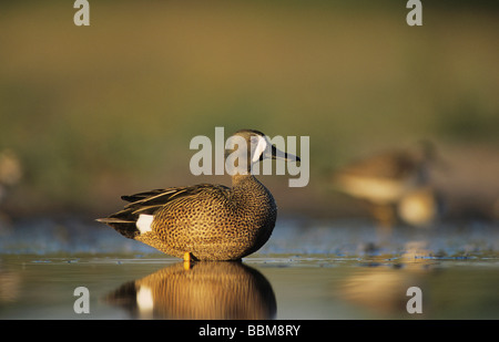 Blau winged Teal Anas Discors männlichen Fütterung Willacy County Rio Grande Valley Texas USA Mai 2004 Stockfoto