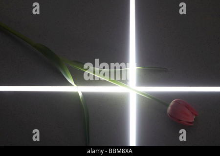 Tulpe auf Marmor mit glänzenden durch Licht Stockfoto