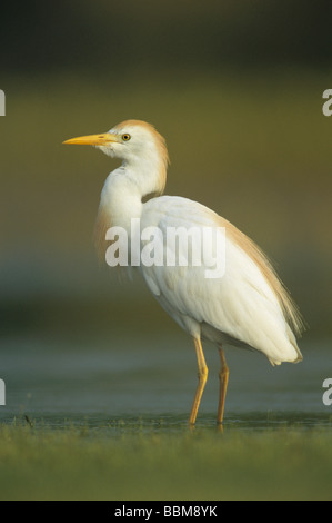 Kuhreiher Bubulcus Ibis Erwachsenen Zucht Gefieder Schweißer Wildlife Refuge Sinton Texas USA Juni 2005 Stockfoto