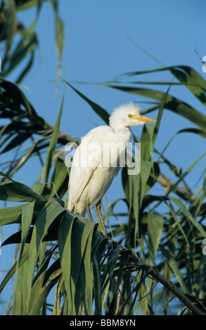 Kuhreiher Bubulcus Ibis Erwachsenen Zucht Gefieder Schweißer Wildlife Refuge Sinton Texas USA Juni 2005 Stockfoto