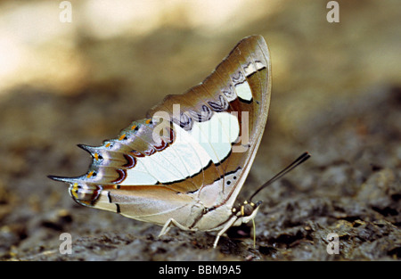 Gemeinsame Nawab, Charaxes athamas Athamas in Borivali Nationalparks, Mumbai. Stockfoto