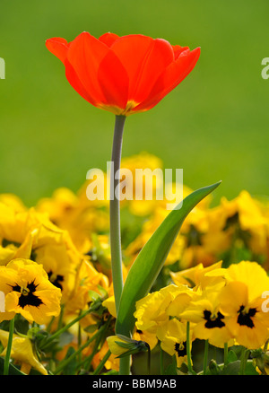 Tulpe (Tulipa) und Veilchen oder Stiefmütterchen Veilchen (Viola × Wittrockiana) Stockfoto