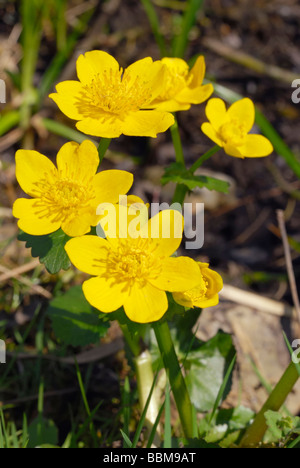 Sumpfdotterblumen oder Marsh Marigold (Caltha Palustris), mit gelben Blüten Stockfoto