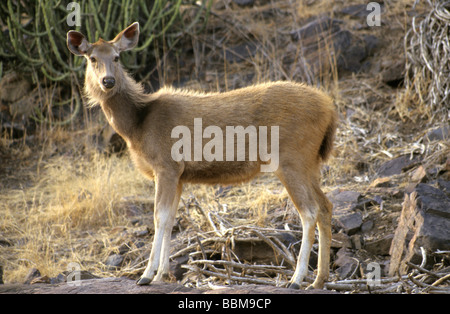 Sambar aus Ranthambore, Indien. Stockfoto