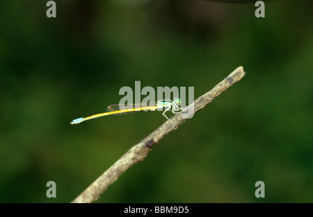 Mädchen fliegen am Amboli Wald, Maharshtra, Indien. Stockfoto