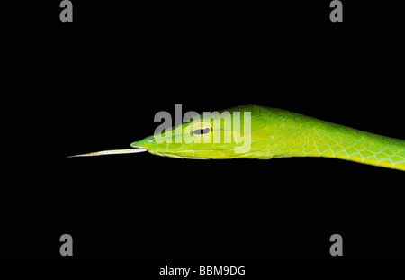 GEMEINSAMEN REBE SCHLANGE. Ahaetulla Nasutus nicht giftige, Common, grün. Amboli, Maharashtra, Indien Stockfoto