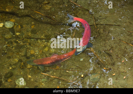 Sockeye Lachse (Oncorhynchus Nerka) laichen, Alaska, USA Stockfoto