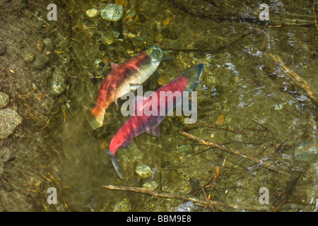 Sockeye Lachse (Oncorhynchus Nerka) laichen, Alaska, USA Stockfoto