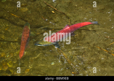 Sockeye Lachse (Oncorhynchus Nerka) laichen, Alaska, USA Stockfoto