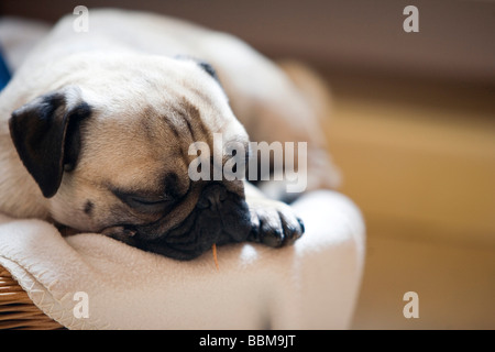 Junger Mops in den Korb ein Nickerchen Stockfoto