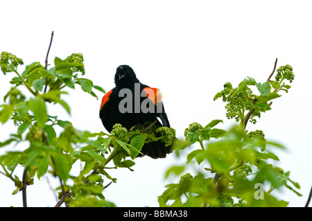 Rotdrossel schwarzer Vogel singen zu seinem Kumpel Stockfoto