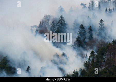 Waldbrand in der Region Karwendel bei Innsbruck, Tirol, Österreich Stockfoto