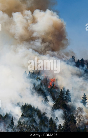 Waldbrand in der Region Karwendel bei Innsbruck, Tirol, Österreich Stockfoto