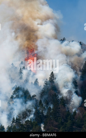 Waldbrand in der Region Karwendel bei Innsbruck, Tirol, Österreich Stockfoto