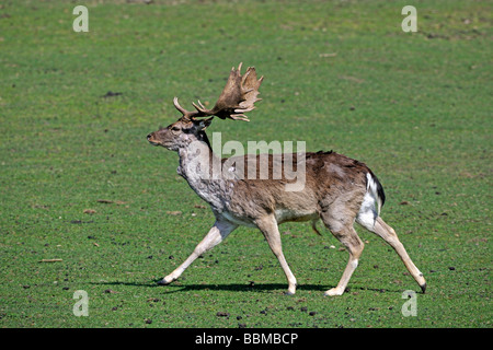 Hauptstadt Damhirsch (Dama Dama) läuft auf Waldlichtung Stockfoto