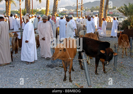 Rinder zum Verkauf an das Vieh zu vermarkten, Nizwa, Sultanat von Oman Stockfoto