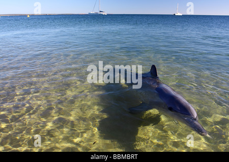 Indo-Pazifik große Tümmler (Tursiops Aduncus) im flachen Wasser, Monkey Mia, Shark Bay, Westaustralien Stockfoto