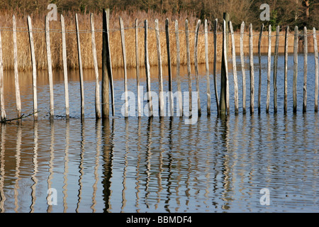 Fechten an Frensham Teiche in Surrey Stockfoto