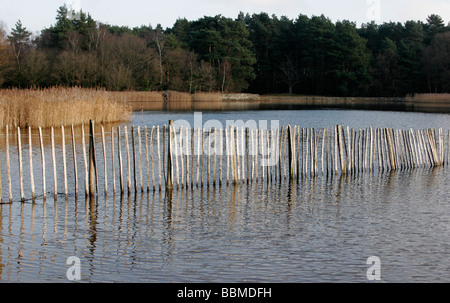 Fechten an Frensham Teiche in Surrey Stockfoto