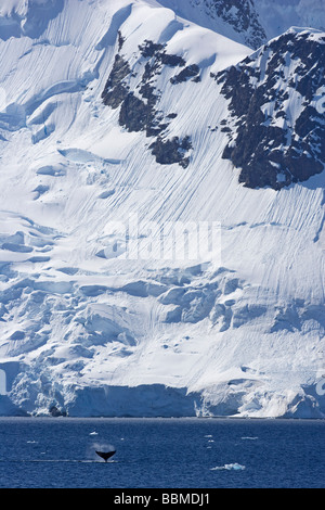 Antarktis, antarktische Halbinsel. Anzeige Behavoiur aus einem Buckelwal (Impressionen Novaeangliae) - tail Ohrfeigen. Stockfoto