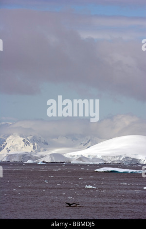 Antarktis, antarktische Halbinsel, Gerlache Strait. Eine Mutter und Kalb Buckelwal (Impressionen Novaeangliae) Stockfoto