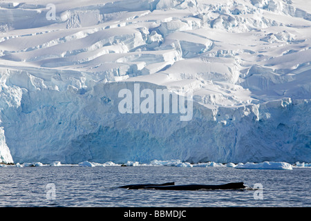 Antarktis, antarktische Halbinsel, Neko Harbour. Eine Mutter und Kalb Buckelwal (Impressionen Novaeangliae) Stockfoto