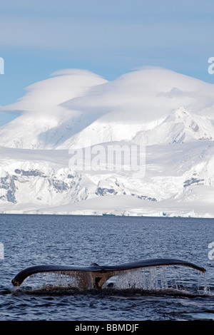 Antarktis, antarktische Halbinsel, in der Nähe von Neko Harbour ein Buckelwale (Impressionen Novaeangliae) zeigt es zurück und Fluke. Stockfoto