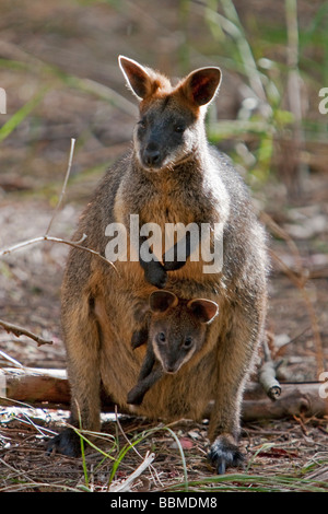 Australien, Victoria. Ein Wallaby und ihr Joey auf Phillip Island. Stockfoto