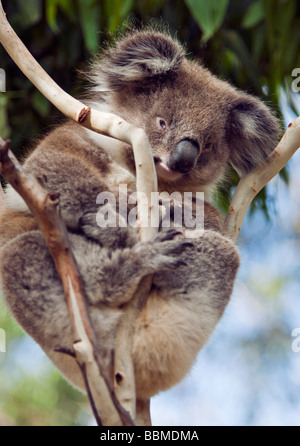 Australien, Victoria. Ein Koala auf Phillip Island. Stockfoto