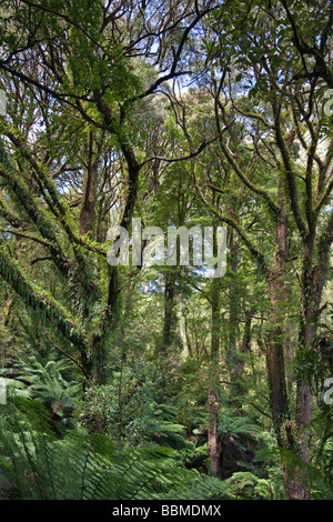 Australien, Victoria. Der Regenwald in Melba Gully des Otway National Park aus der Great Ocean Road. Stockfoto