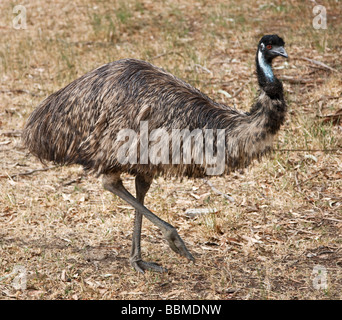 Australien, Victoria. Eine flugunfähige emu, Australien s größte Vogel. Stockfoto