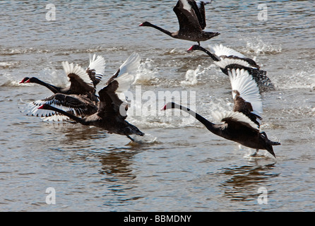 Australien, Victoria. Schwarze Schwäne ausziehen aus einen Damm auf Puunyart Hof. Stockfoto