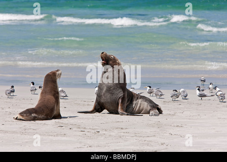 Australien, Süd Australien. Eine männliche australische Seelöwen schützt eine Frau bis zum Orgasmus in Brunst. Stockfoto
