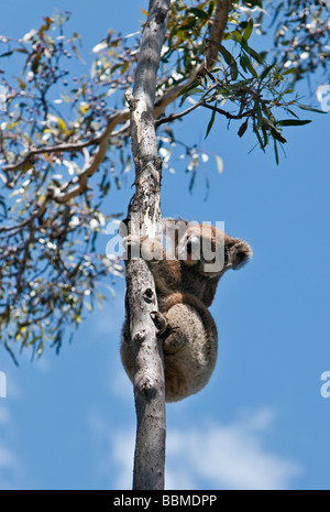 Australien, Süd Australien. Ein Koala klettern einen Eukalyptus-Baum auf Kangaroo Island. Stockfoto