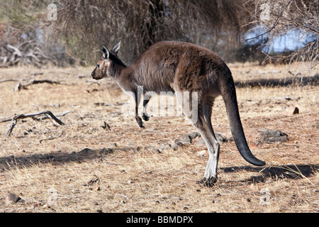 Australien, Süd Australien. Eine Untergattung des Western Grey Kangaroo bekannt als das Känguru-Insel-Känguru. Stockfoto