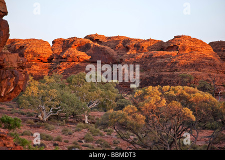 Australien, Northern Territory. Am frühen Morgensonnenlicht verleiht leuchtenden Farben die roten Felsformationen am Kings Canyon. Stockfoto