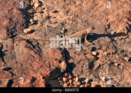 Australien, Northern Territory. Ein Katta Drache auf Felsen am Kings Canyon perfekte Tarnung für dieses Reptil. Stockfoto