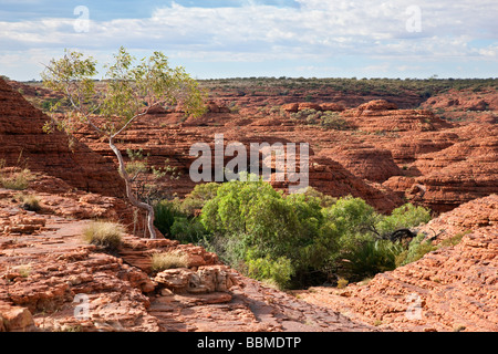 Australien, Northern Territory. Roten Felsformationen am Kings Canyon. Stockfoto