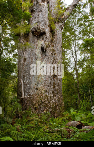 Te Matua Ngahere Waipoua Kauri Forest Nordinsel Neuseeland Stockfoto