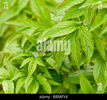 Wassertropfen auf grünes Blatt Stockfoto