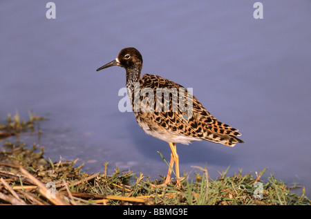 Kampfläufer (Philomachus Pugnax), Neusiedlerseegebiet, Neusiedler See, Österreich Stockfoto