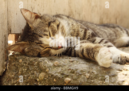 Urban Street Tabby Katze in Istanbul Türkei ruht auf konkrete Schritte Stockfoto