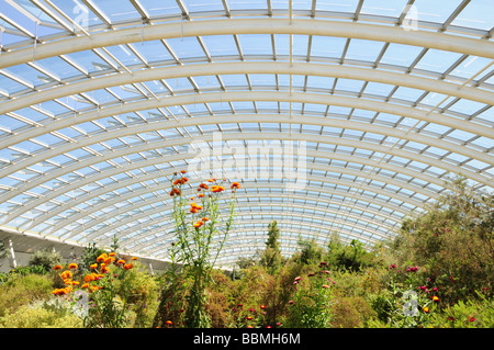 Innere des großen Gewächshaus National Botanic Garden of Wales Llanarthne Carmarthenshire Wales Cymru UK Stockfoto