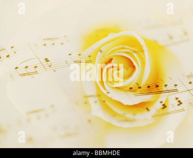 Noten mit gelben Rosen, Nahaufnahme Stockfoto