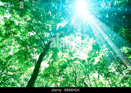 Sonnenlicht durch Bäume im Wald, niedrigen Winkel Ansicht Stockfoto