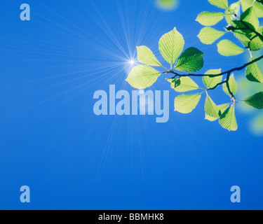 Zweig der Blätter gegen Himmel, Sonne im Hintergrund, Nahaufnahme Stockfoto
