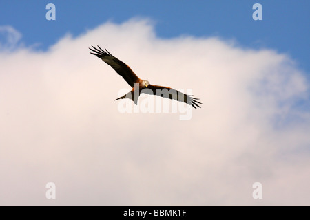Der Rotmilan oder Milvus Milvus, Mid Wales hat die größte Dichte und Vielfalt der Birds Of Prey. Stockfoto