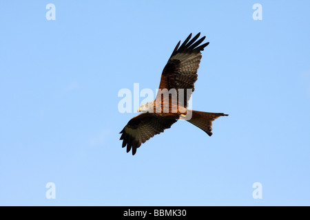 Der Rotmilan oder Milvus Milvus, Mid Wales hat die größte Dichte und Vielfalt der Birds Of Prey. Stockfoto