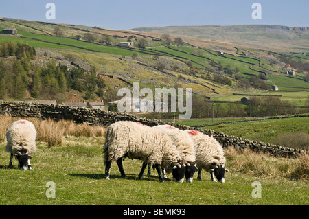 Dh Yorkshire Dales National Park Schafe Schafe aus dem Vereinigten Königreich die Beweidung von Moor Gras blackfaced uk Schwarz flock konfrontiert Stockfoto